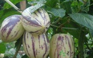 孕妇吃茄瓜怎样,茄瓜的营养益处与食用指南