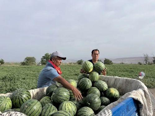 山西临汾师范吃瓜,揭秘背后的校园生活点滴