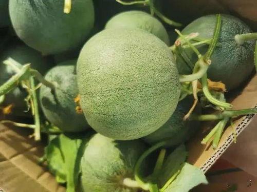 无忧吃瓜团,揭秘娱乐圈幕后故事，带你领略明星真实生活