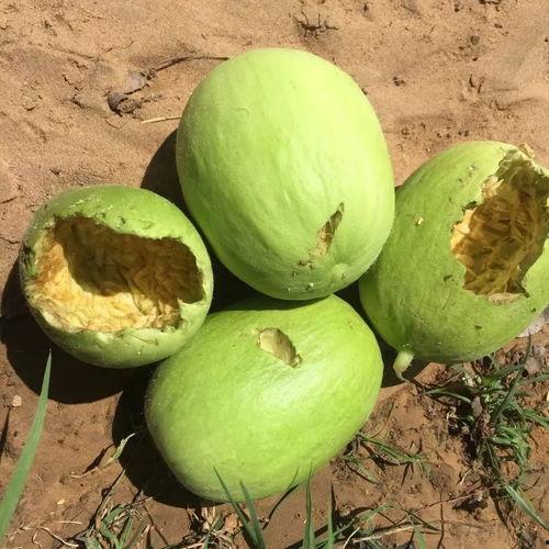 伟伟在线吃瓜,揭秘娱乐圈幕后故事