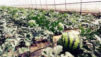 烟台吃瓜爆料最新,揭秘娱乐圈幕后真相