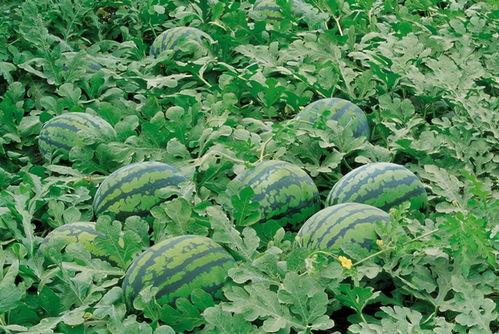 柳州干部吃瓜群,社交新现象背后的权力与监督边界