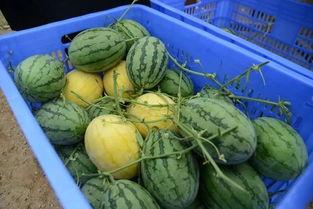 柳州干部吃瓜群,社交新现象背后的权力与监督边界