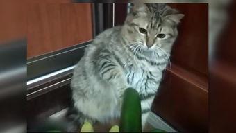 吃瓜小猫动漫视频大全,动漫视频大全欢乐集结