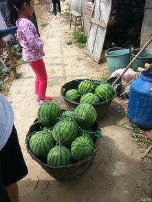 林州吃瓜后续报道,真相大白，各方反应汇总