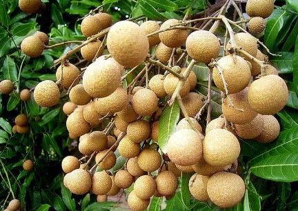 吃龙眼可以吃哈密瓜吗,探寻异域果实的奇妙搭配