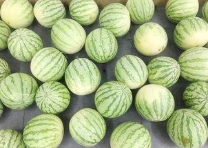 吃瓜群众吃白鹭,一场意外的美食邂逅