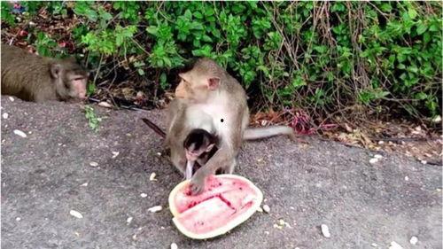 吃瓜吃出猴子,意外吃出猴子，揭秘神奇现象背后的科学奥秘