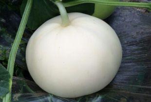 吃梨瓜放屁,梨瓜美食背后的“排气”秘密