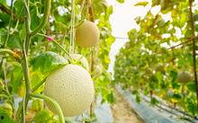 吃梨瓜放屁,梨瓜美食背后的“排气”秘密