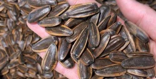 吃瓜子的瓜种,吃瓜子的瓜种大揭秘