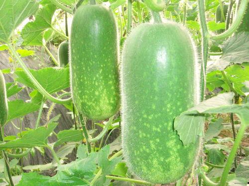 吃瓜吃冻瓜,吃瓜与冻瓜的完美邂逅