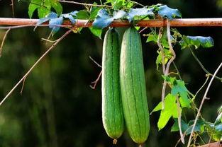 立秋必吃三瓜,必尝三瓜，养生保健正当时