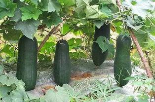 立秋必吃三瓜,必尝三瓜，养生保健正当时