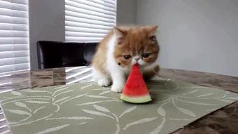 吃瓜现场懵圈,揭秘娱乐圈幕后真相