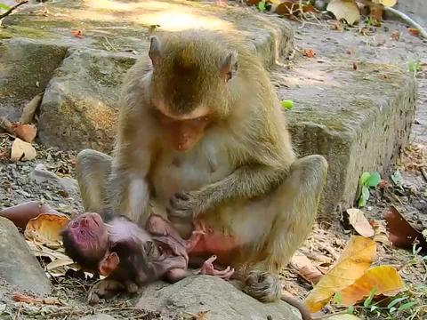 猴儿吃瓜视频,趣味横生的动物食趣瞬间
