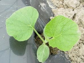 农行杭州吃瓜,一场意外的网络热议