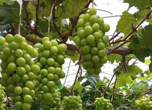 农行杭州吃瓜,一场意外的网络热议