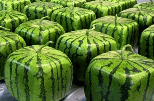 小雨会酿酒吃瓜,小雨的酿酒食瓜生活趣事