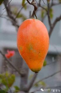 吃狗屎瓜,探寻“吃狗屎瓜”的神秘传说与民间智慧